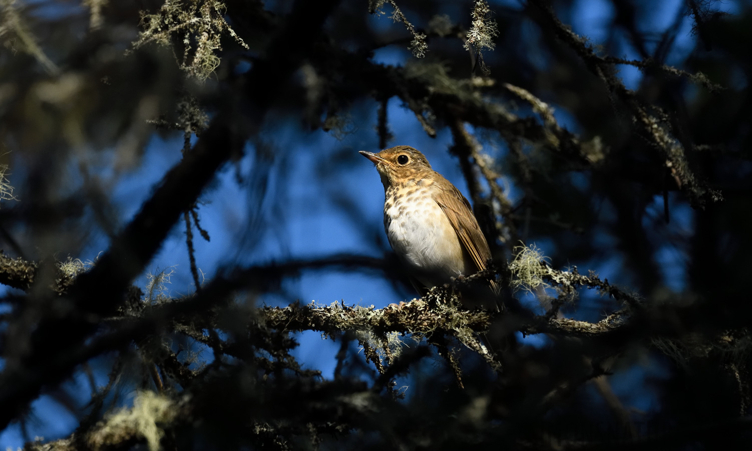 Catharus ustulatus swainsoni [400 mm, 1/3200 Sek. bei f / 8.0, ISO 2000]